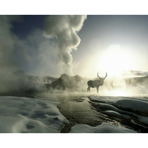 WY, Yellowstone, Castle Geyser Silhouette of elk